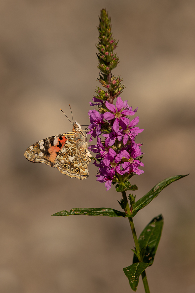 Distelfalter