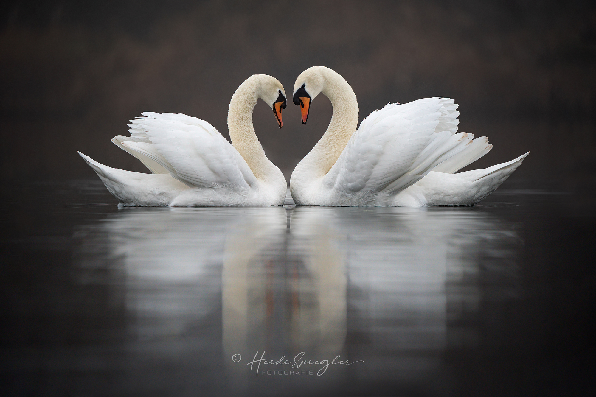 Amore