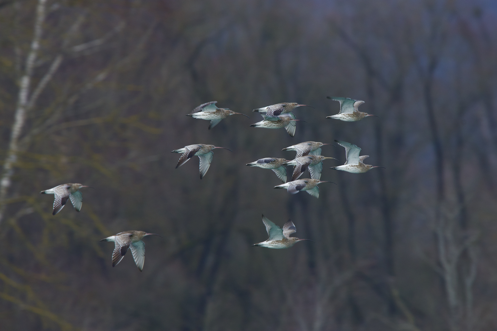 Großer Brachvogel