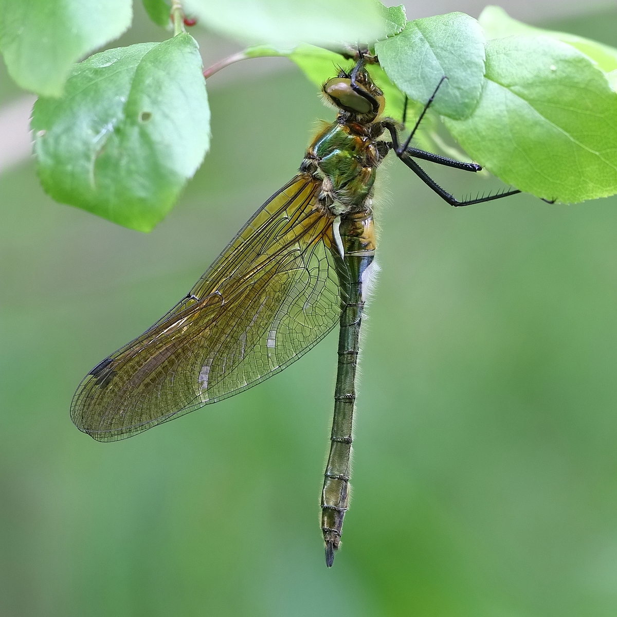 Falkenlibelle