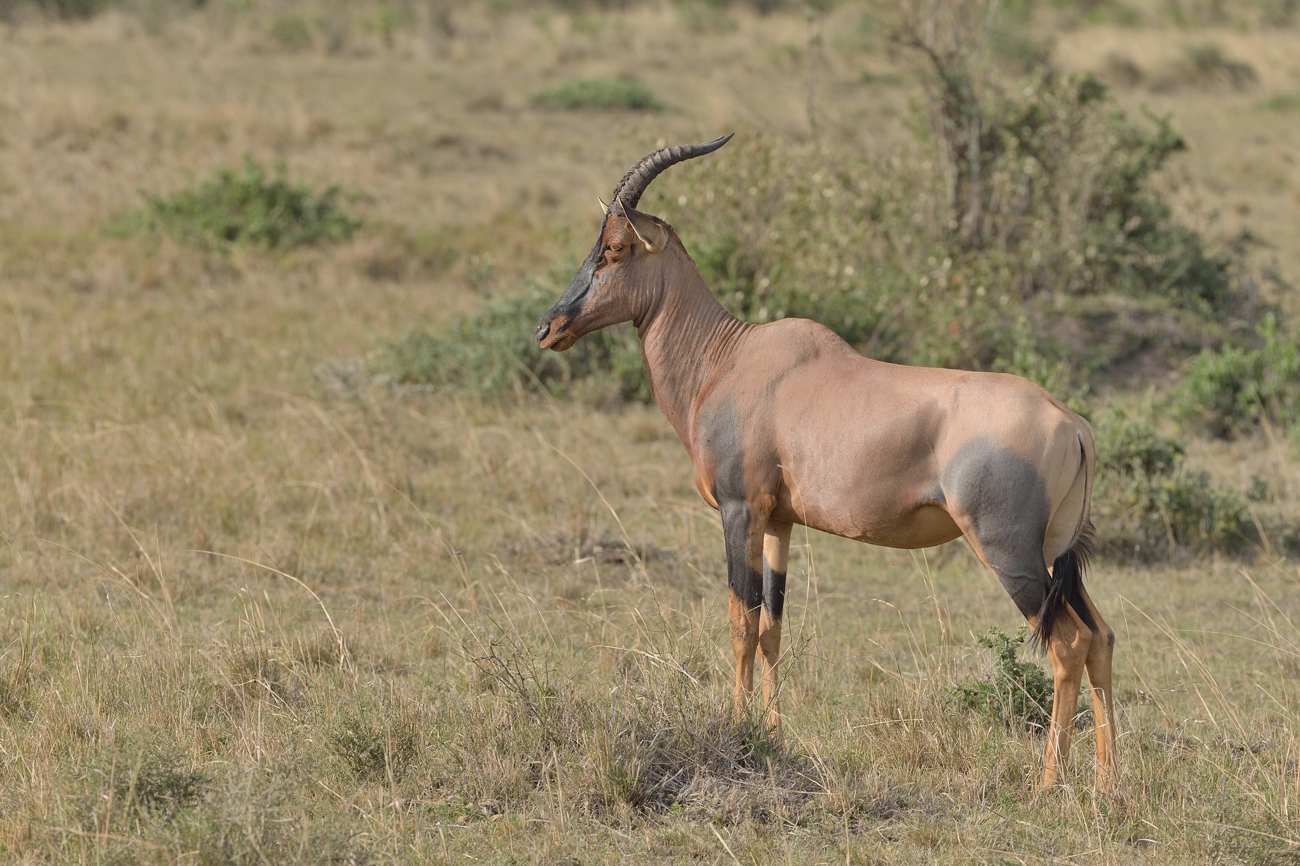 Serengeti-Topi