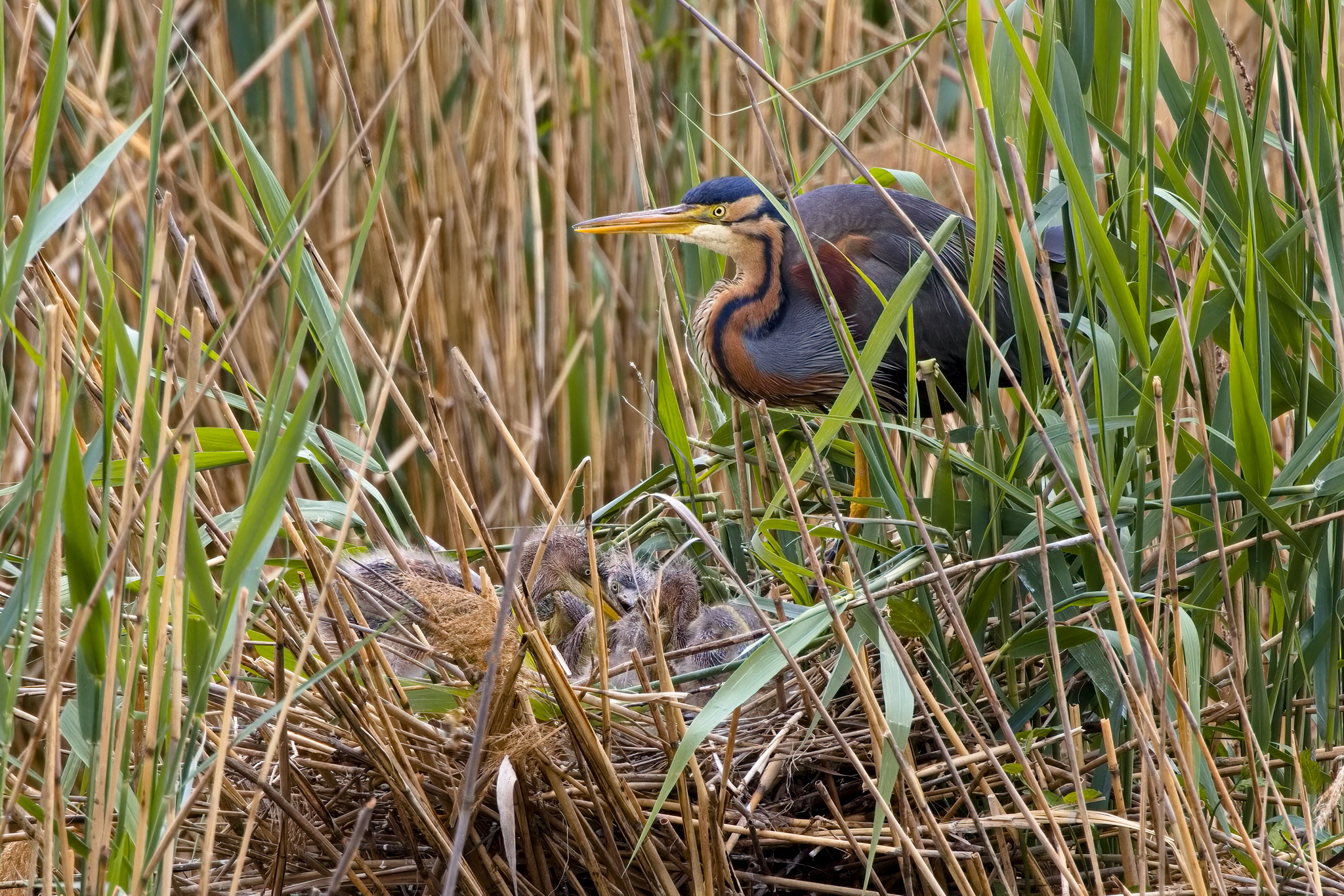 Purpurreiher mit Küken