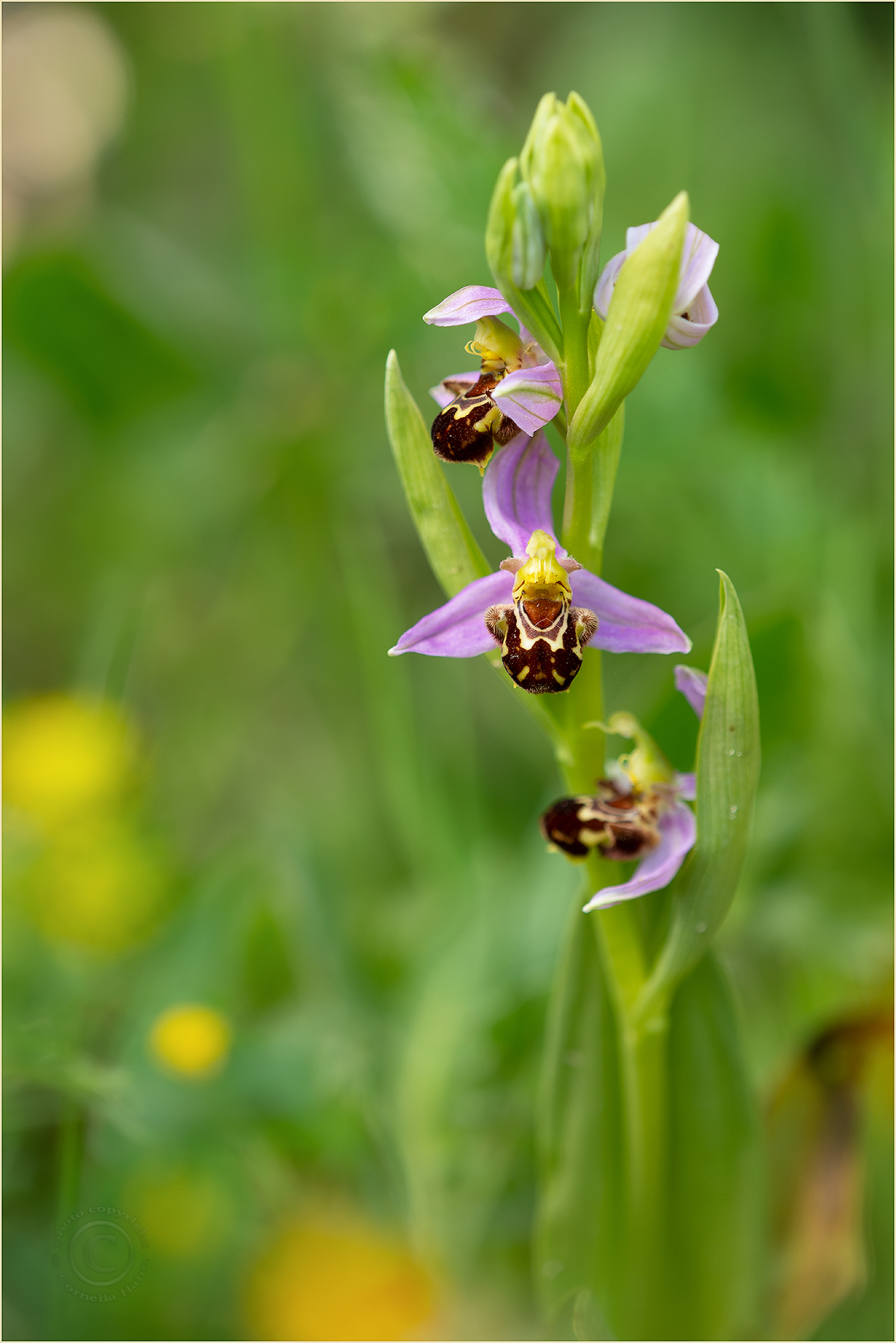Habitat: Müllhalde...