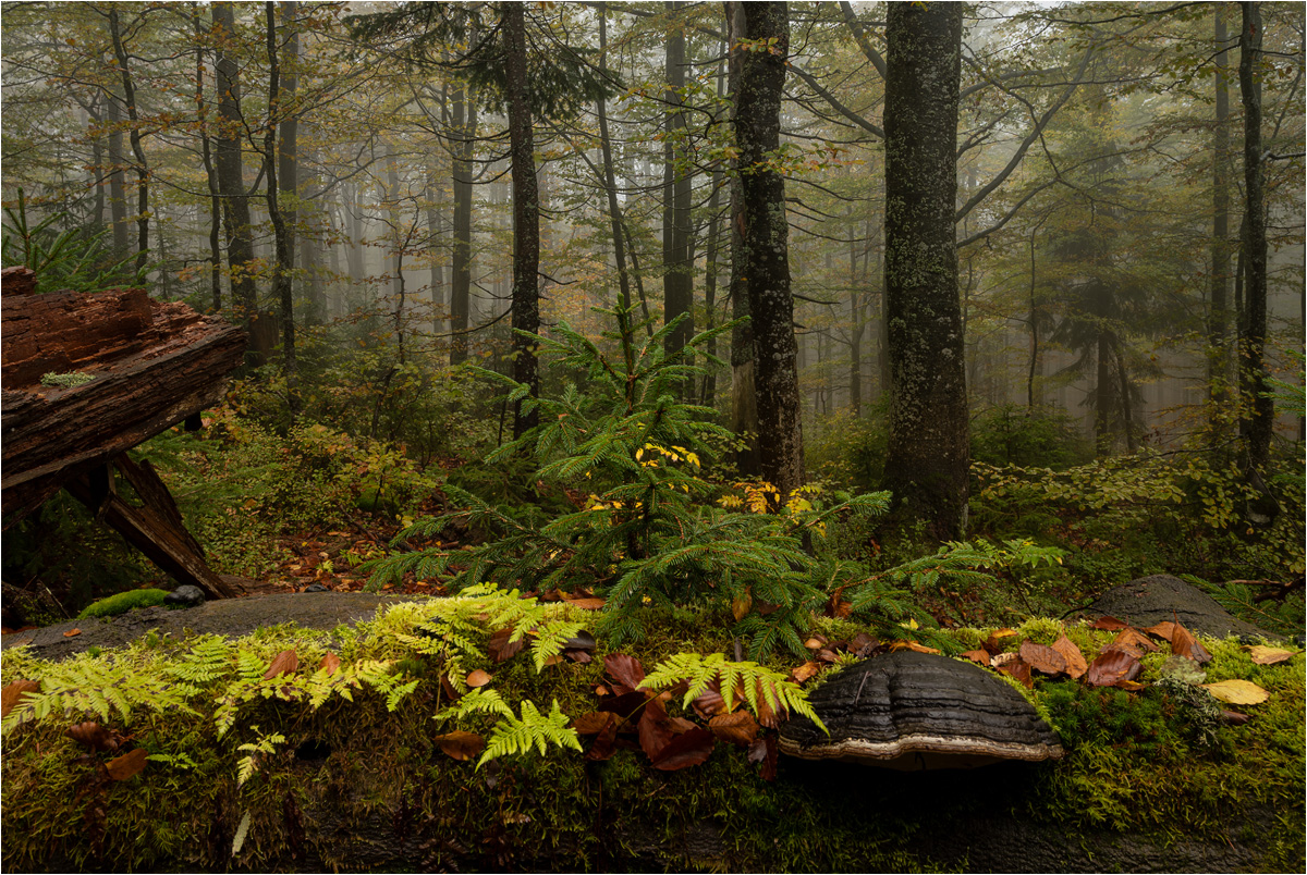 Kleines Herbstgedeck