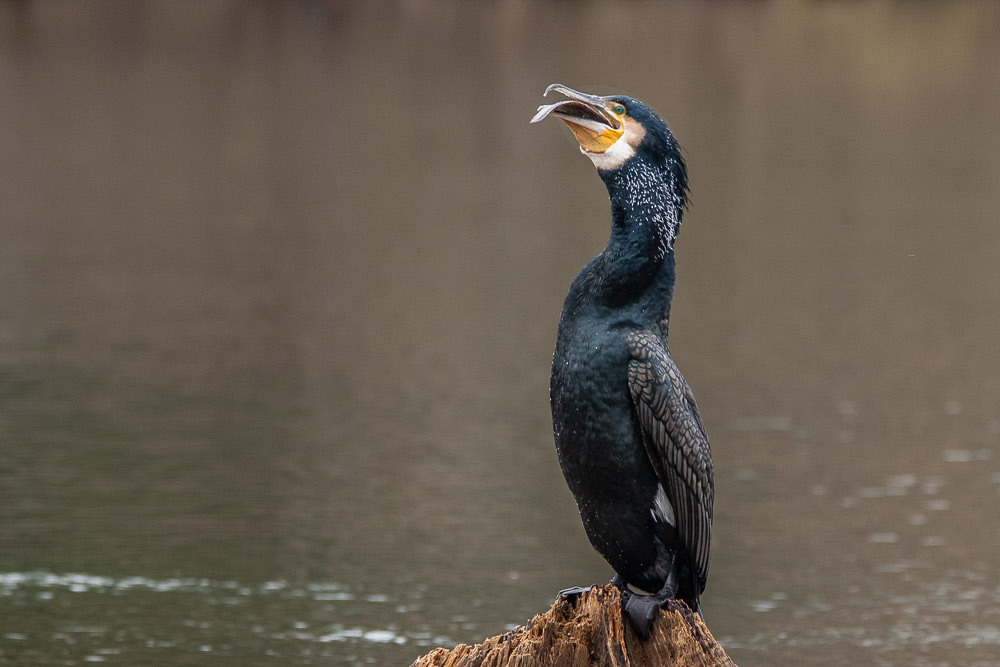 Kormoran (Phalacrocorax carbo)