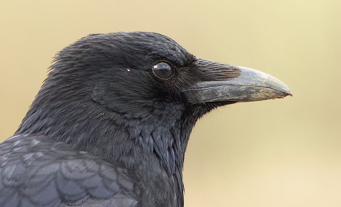 Rabenkrähen portrait