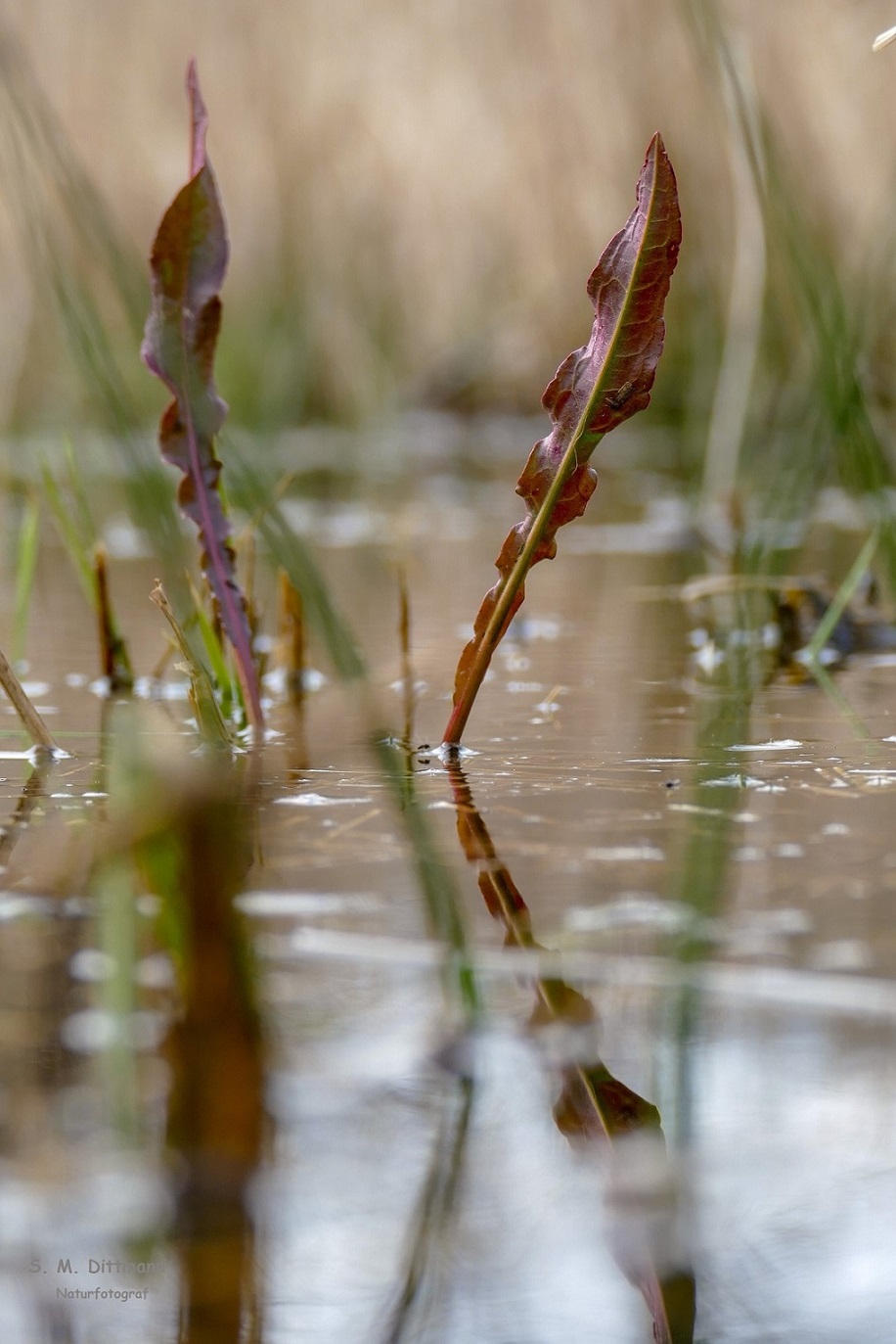 Hohes Wasser