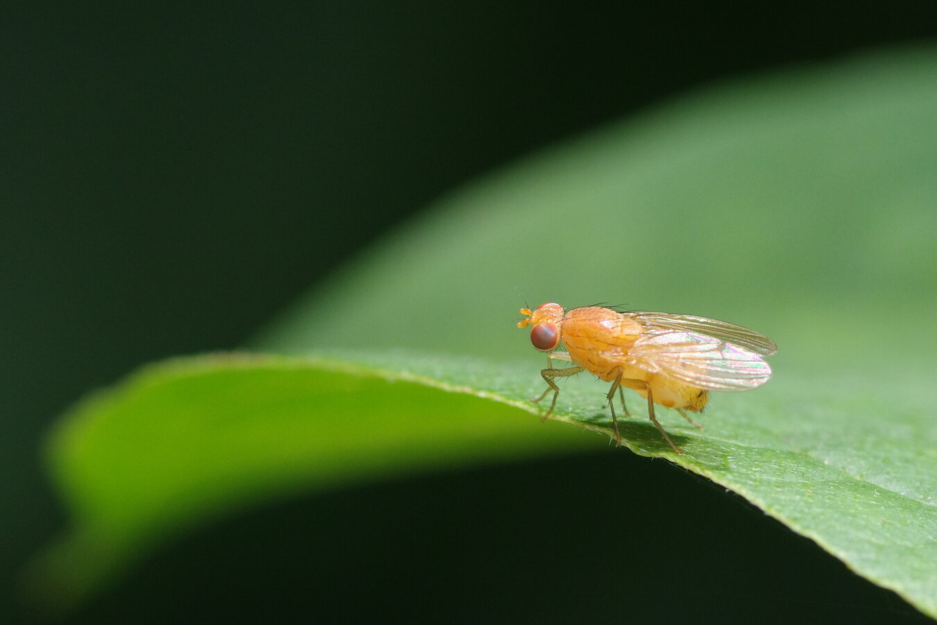 Faulfliege - Sapromyza sp.