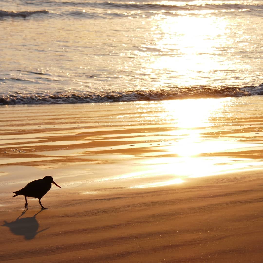 Der Oystercatcher beim Morgenspaziergang