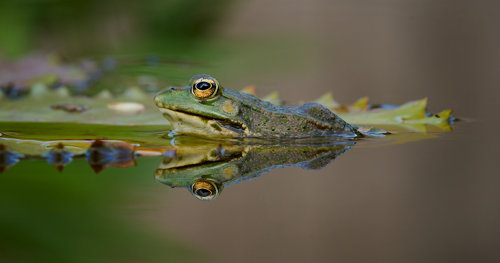 Frosch, fröscher...