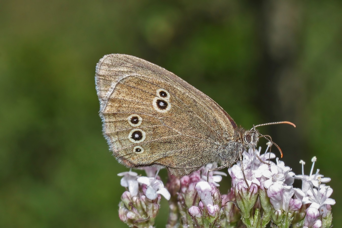 Aphantopus hyperantus