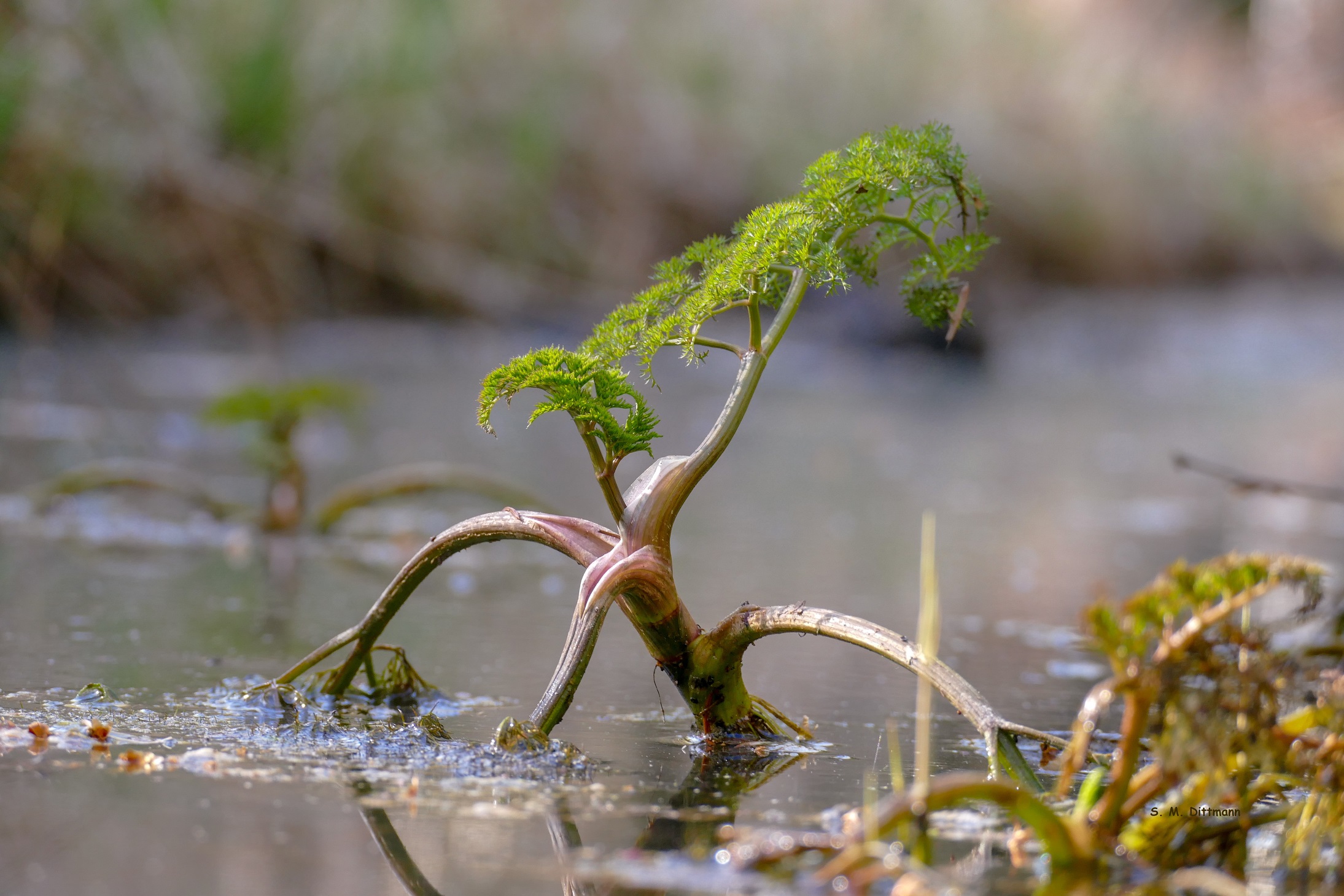 Der Große Wasserfenchel