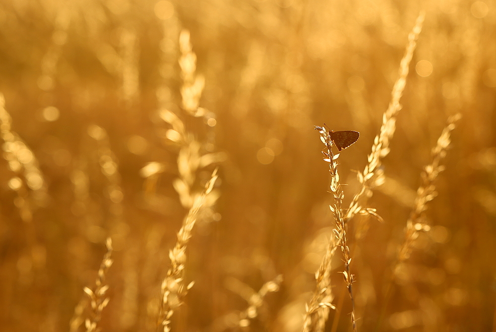 Im warmen Sommerlicht
