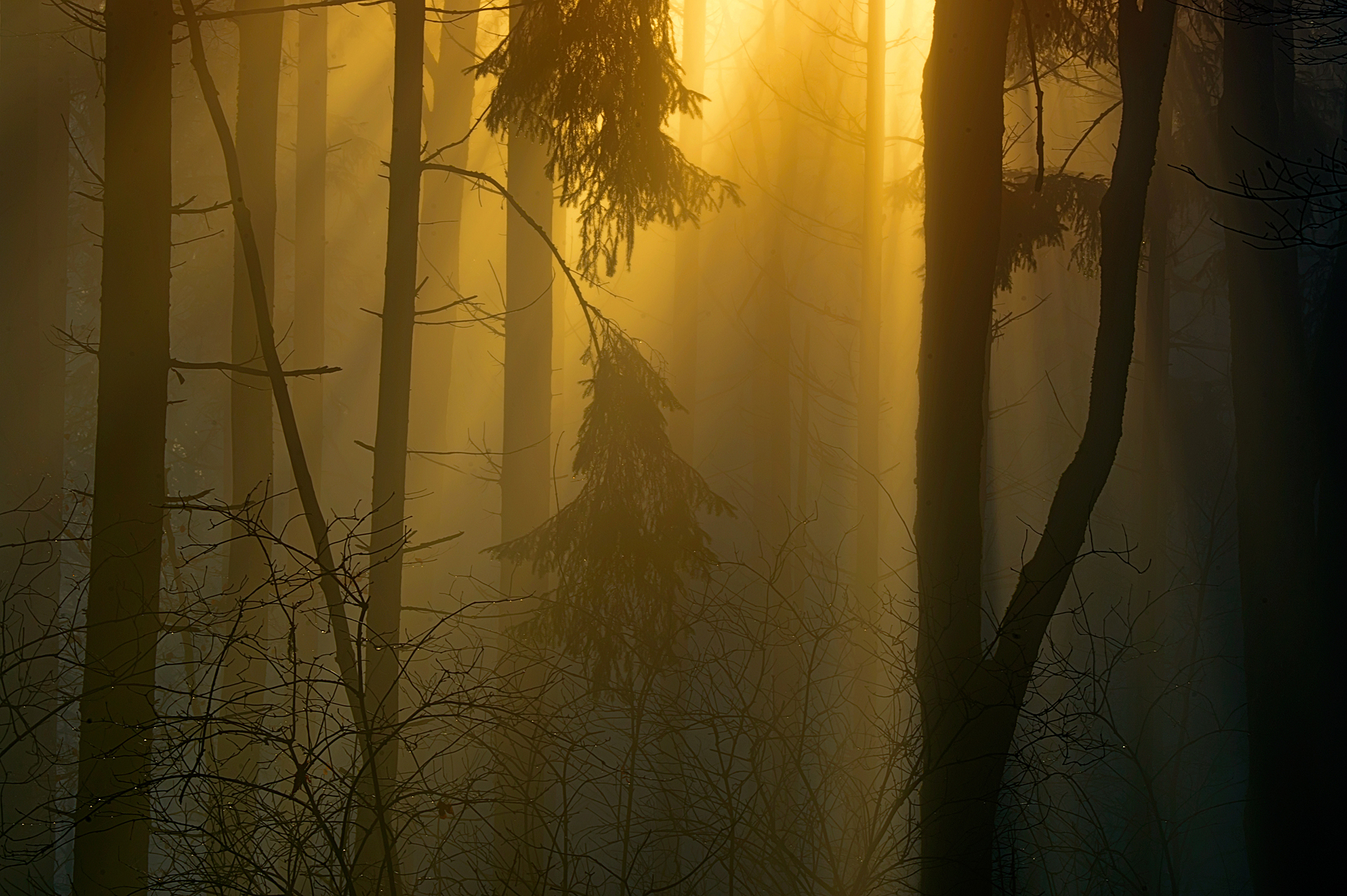... im Wald der Fabelwesen ...