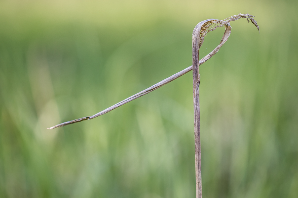 Wenn  man die Natur nach dem Weg fragt....