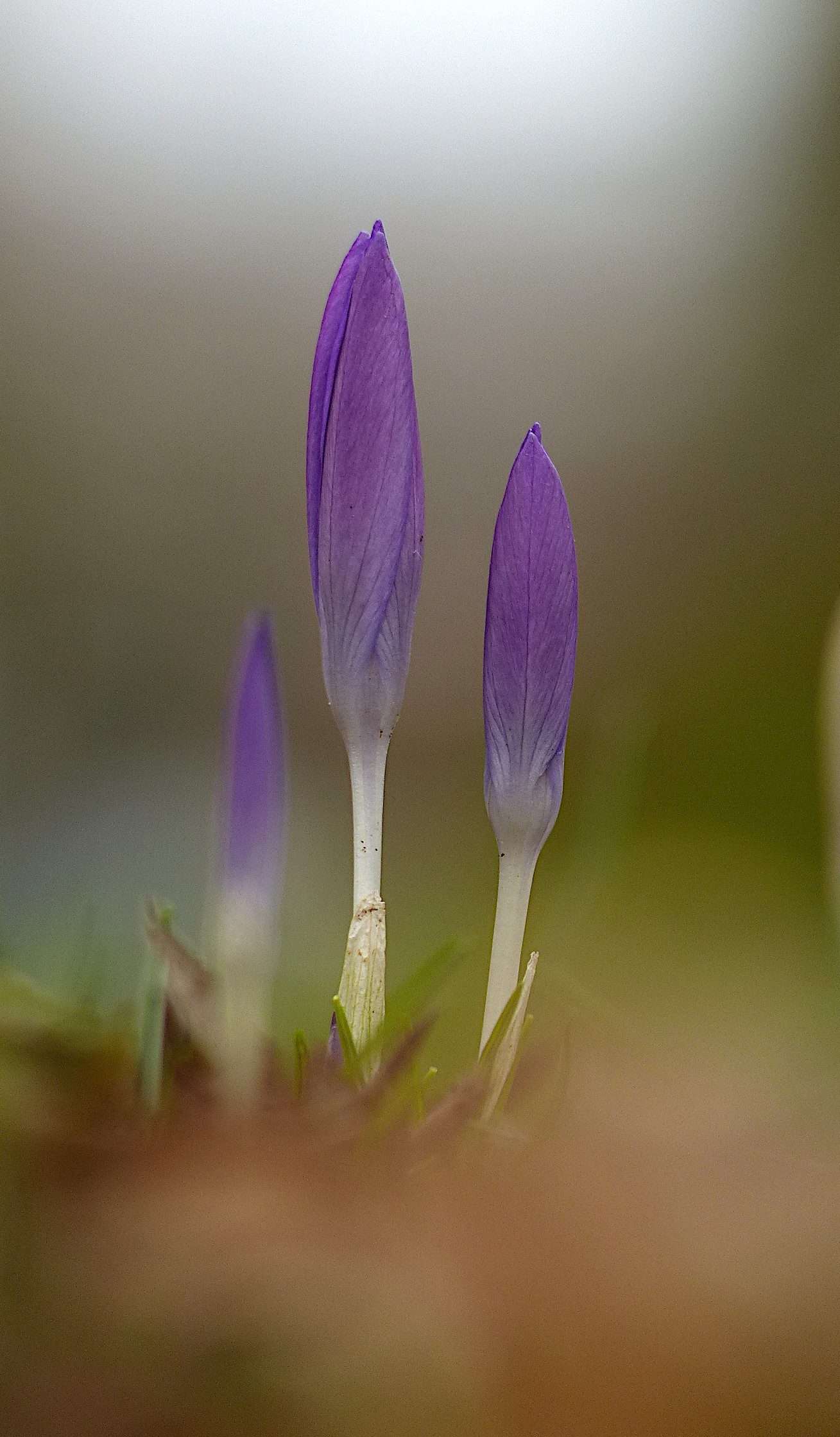 Krokus