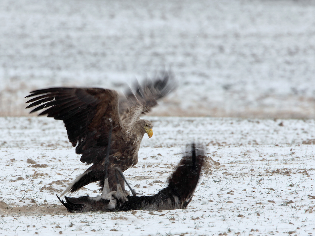 Seeadler erbeutet Kranich