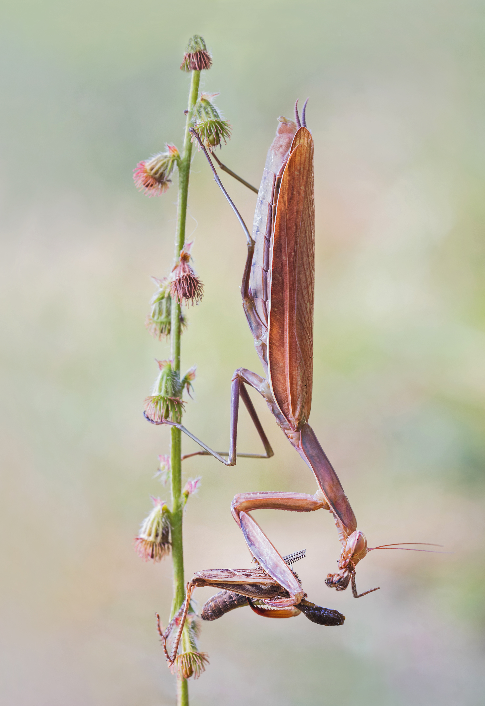 Mantis religiosa