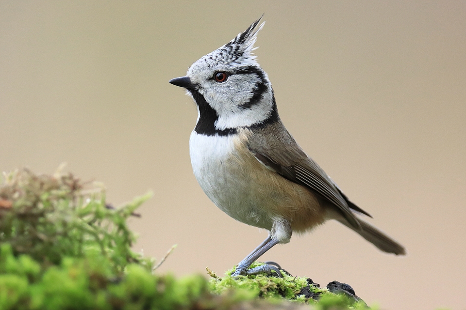 Lophophanes cristatus