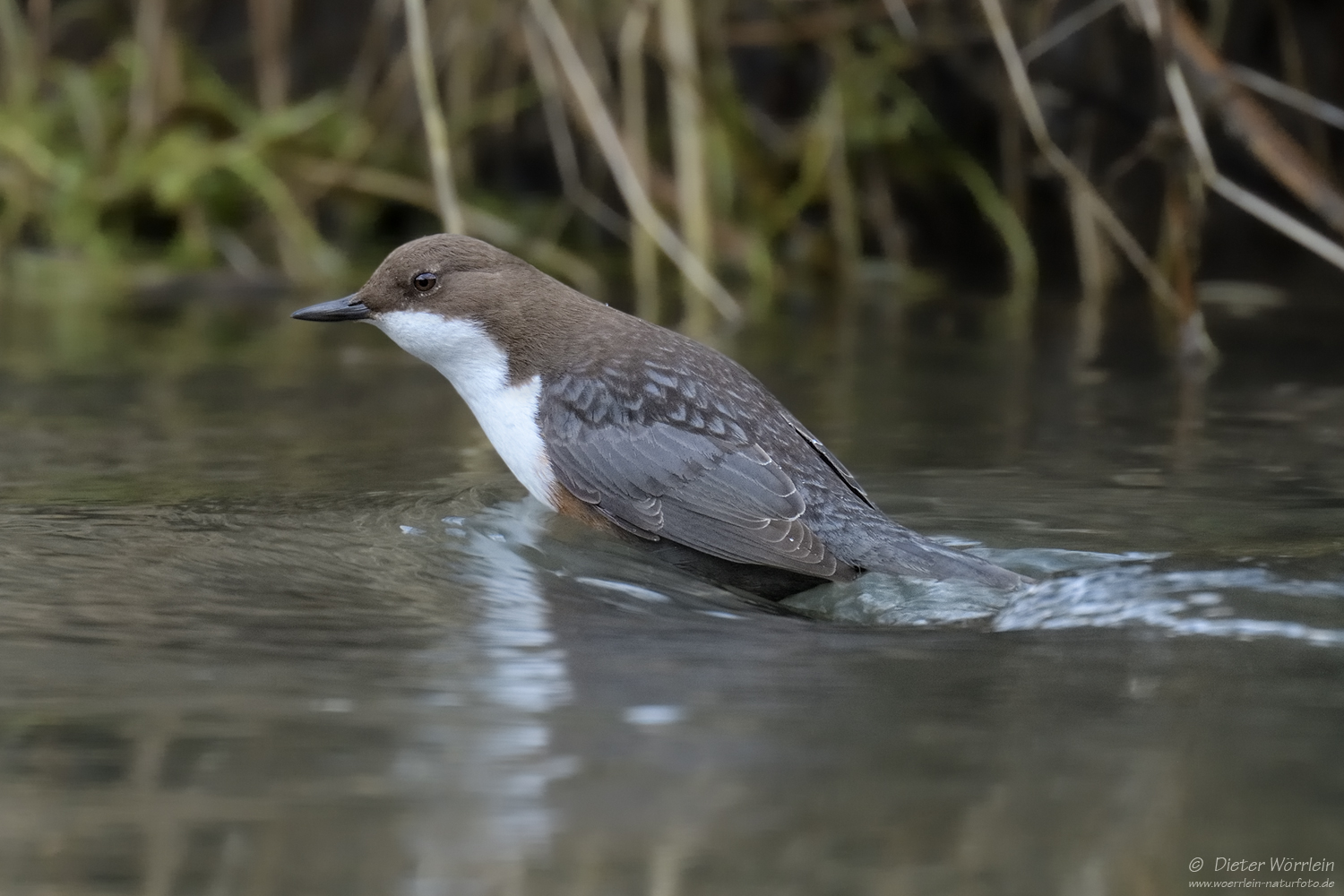 Wasseramsel