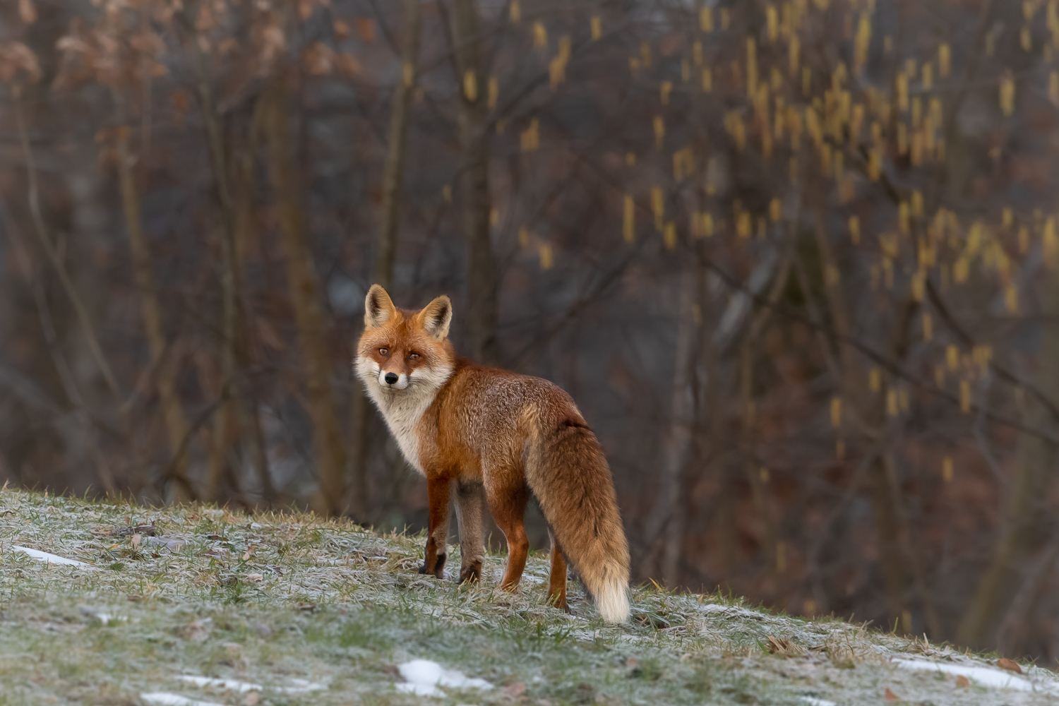 Winterfuchs