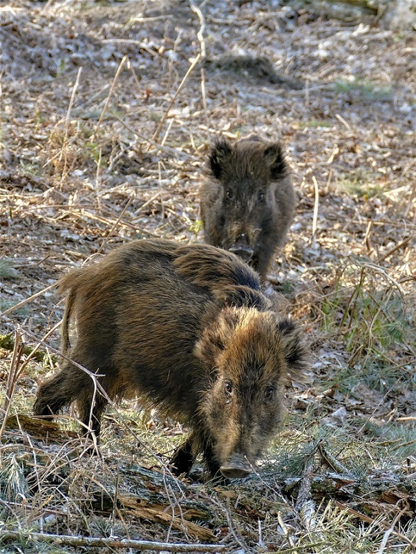 Jährlinge