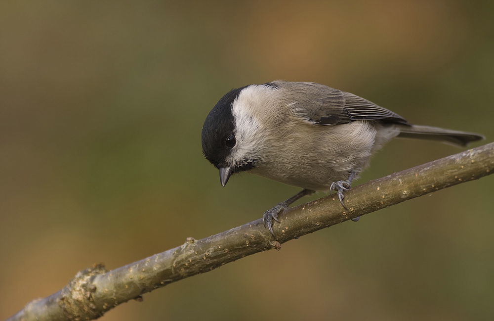 Sumpfmeise (Poecile palustris, veraltet Parus palustris)