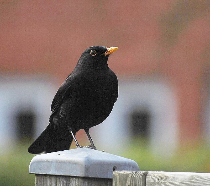 Amsel