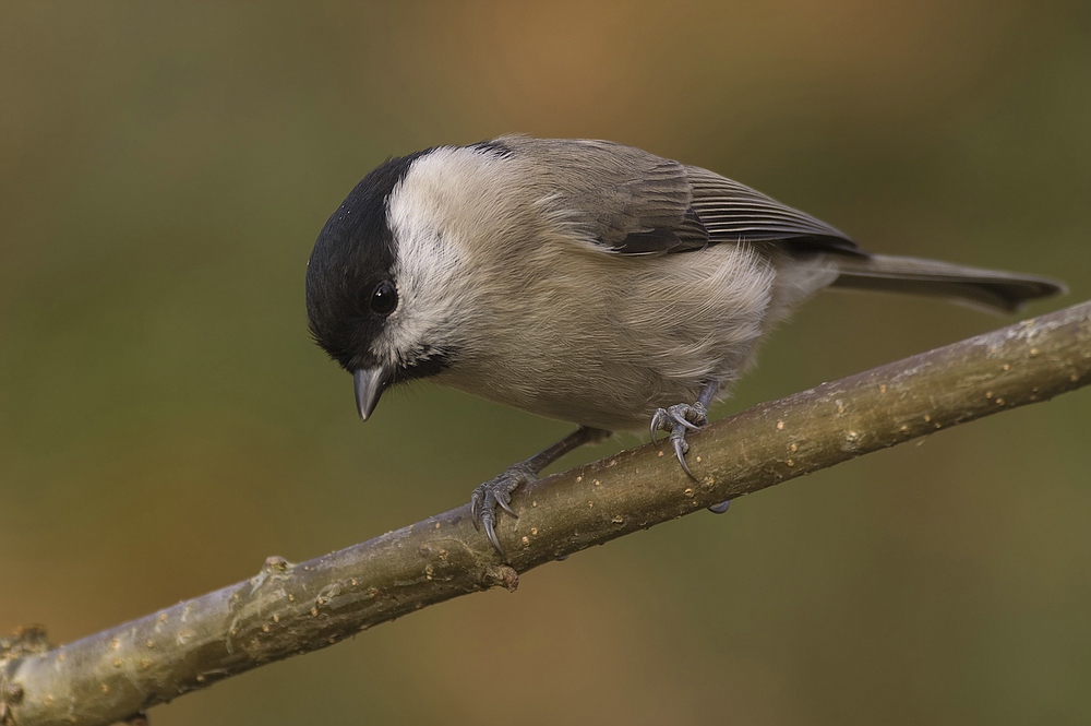 SuSumpfmeise (Poecile palustris, veraltet Parus palustris) II