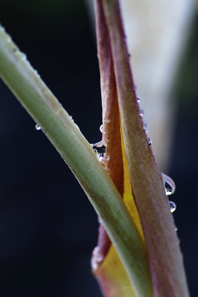 Wassertropfen