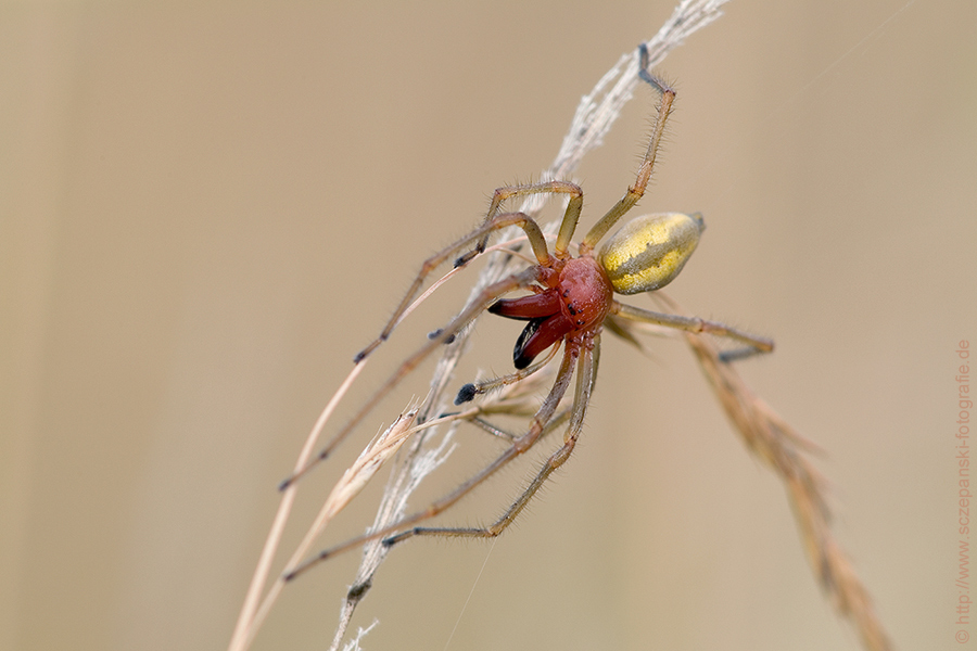 Ammen-Dornfinger (Cheiracanthium punctorium)