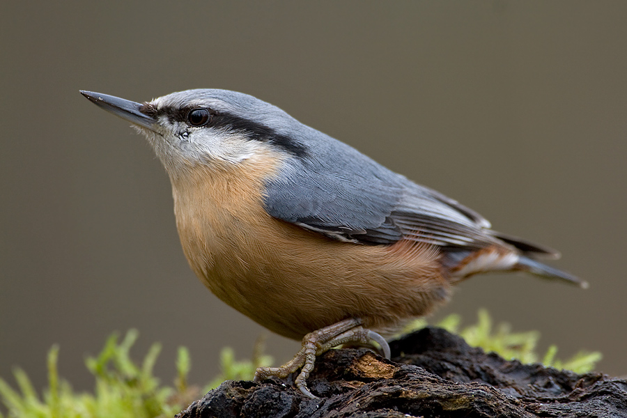 Sitta europaea-Kleiber