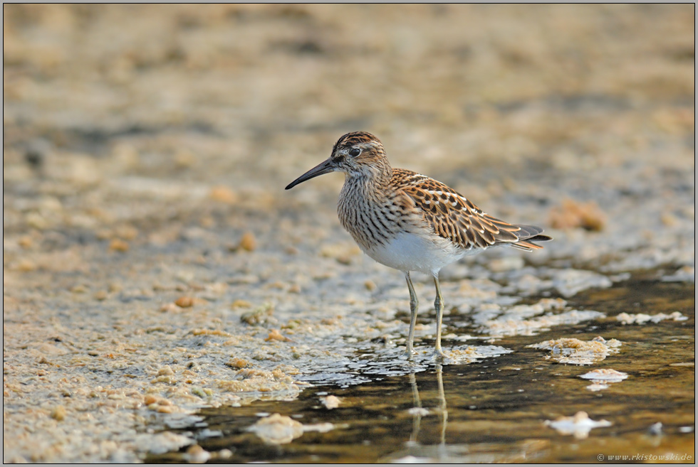 im Schlick... Graubruststrandläufer *Calidris melanotos*