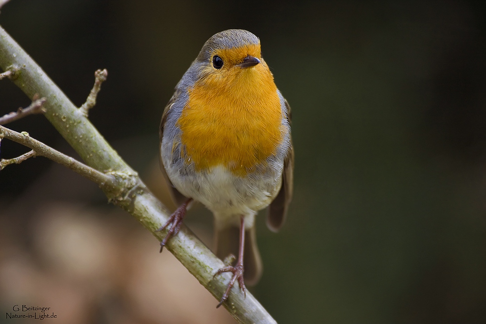 Rotkehlchen (Erithacus rubecula)