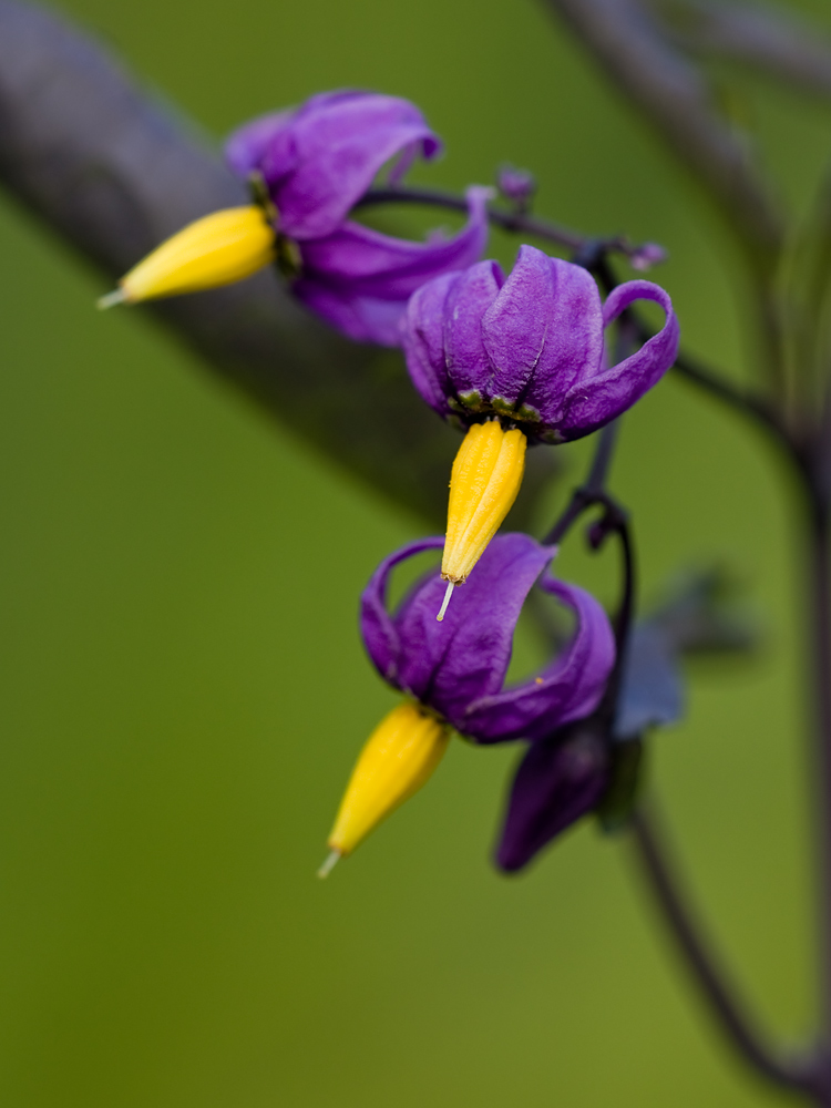 Blüten