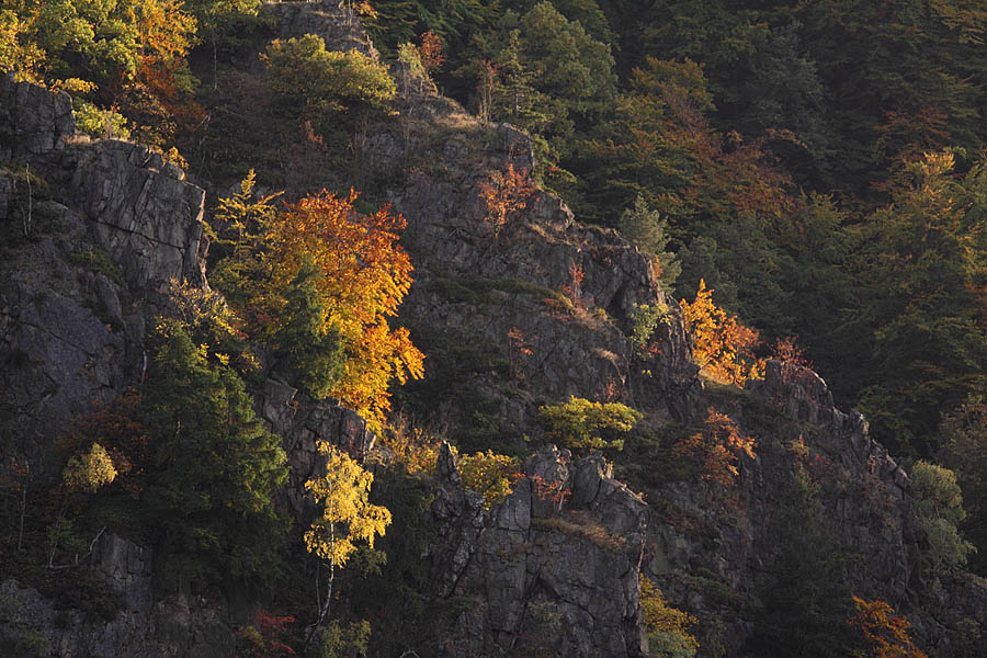 Herbstleuchten im Harz