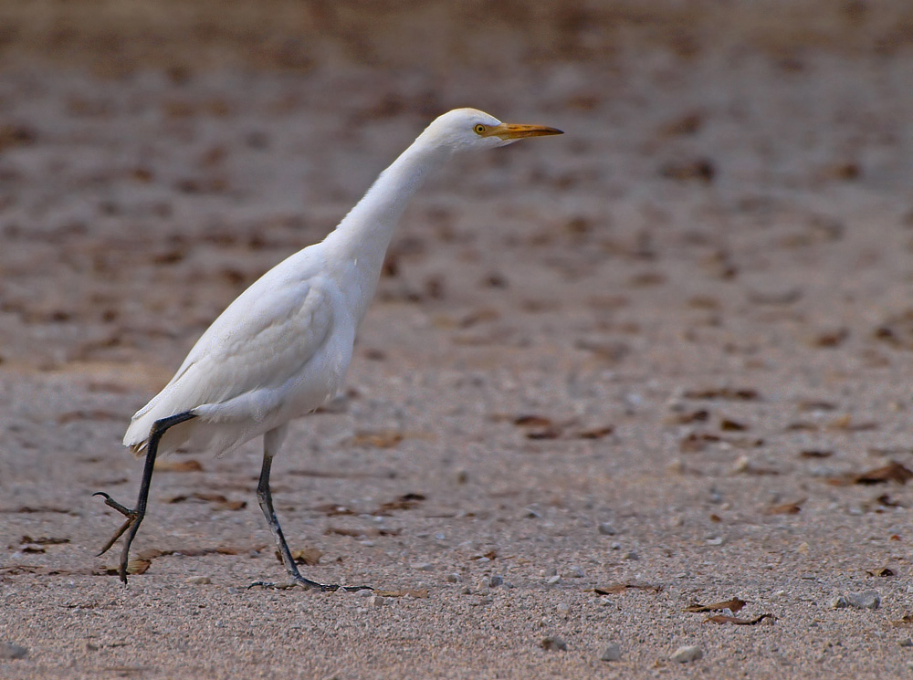 Kuhreiher (Bubulcus Ibis)