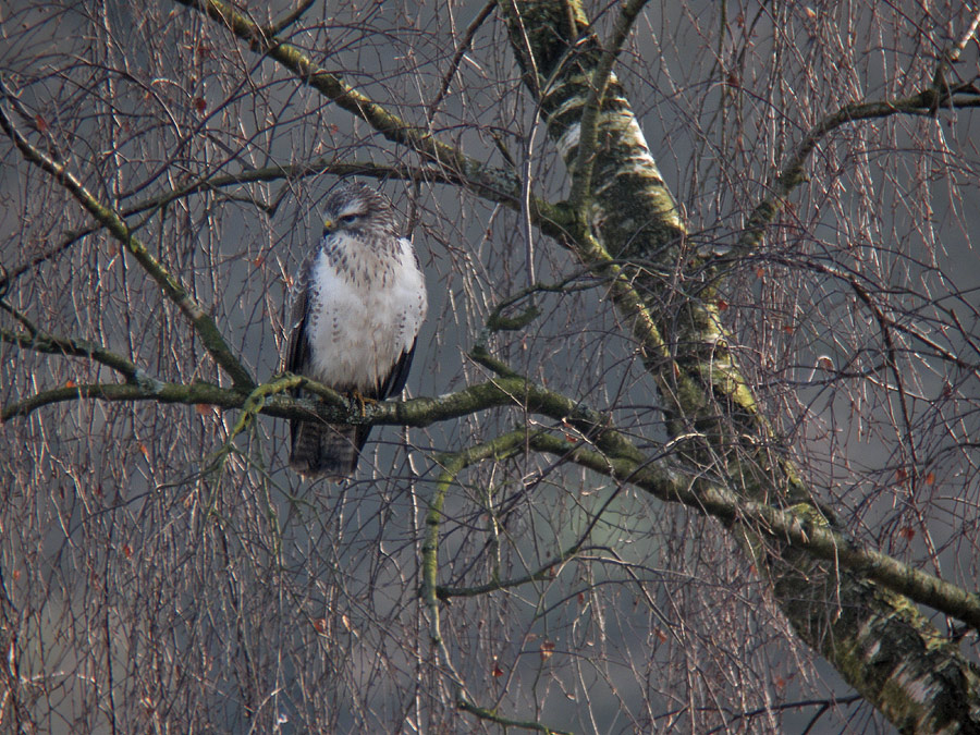 Mäusebussard