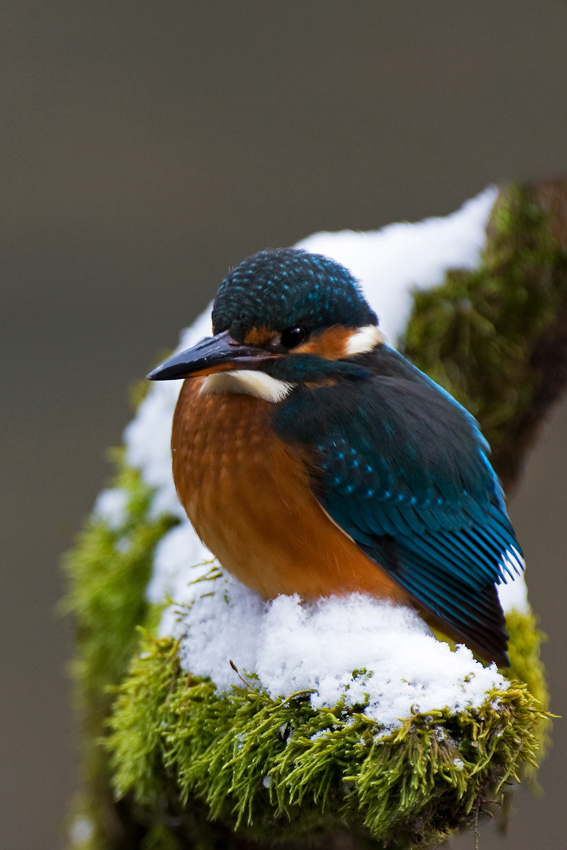 Unterart des Eisvogels - hier Schneevogel.