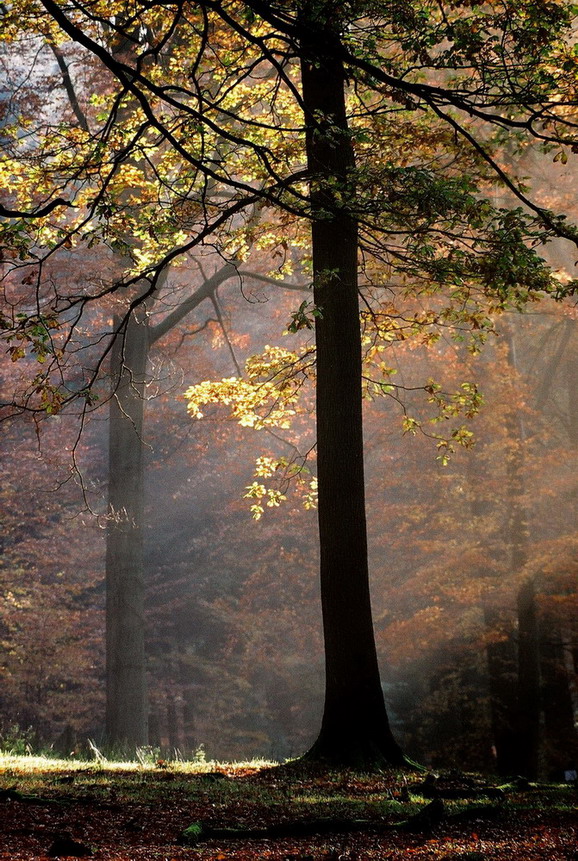 Herbstmorgen im Solling