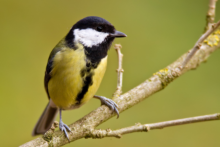 Kohlmeise (Parus major)