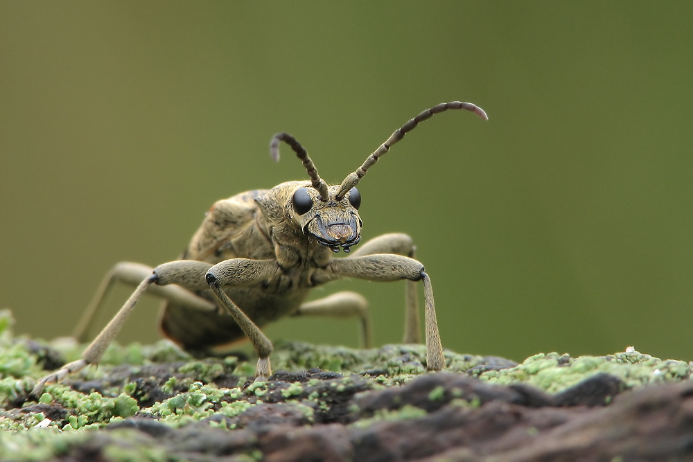 Rhagium mordax