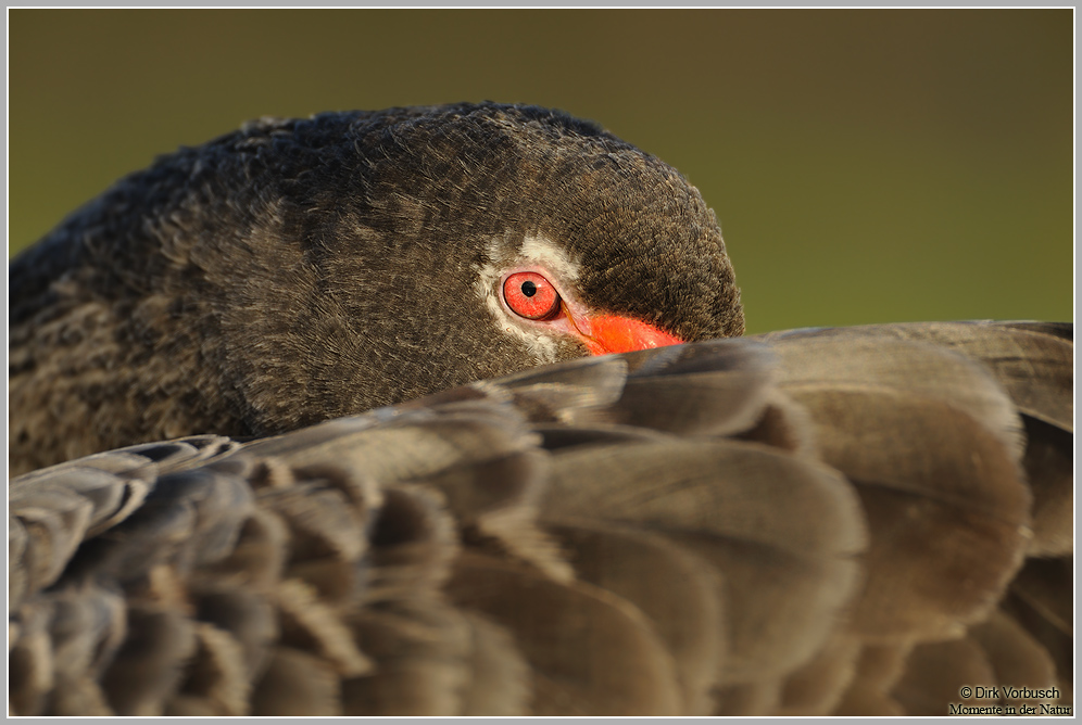 Trauerschwan (Cygnus atratus)