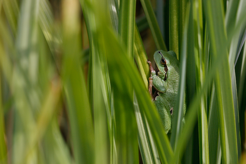 Laubfrosch