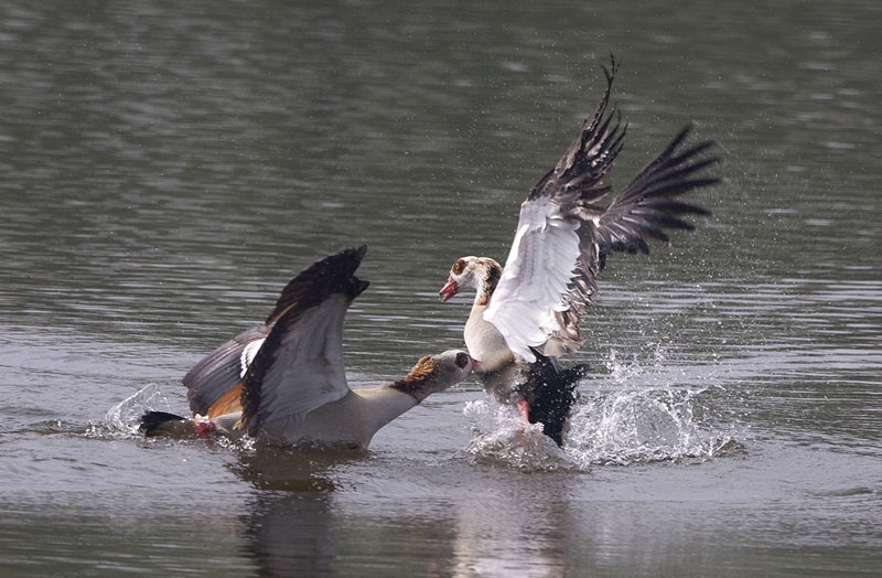 Nilgänse