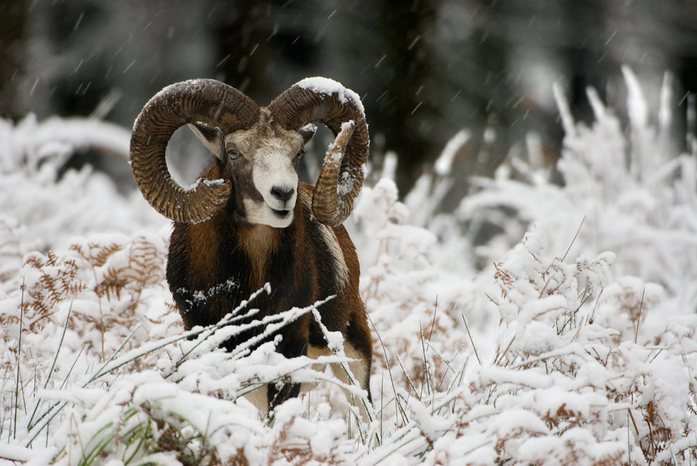 ~Muffelwidder im Schnee~