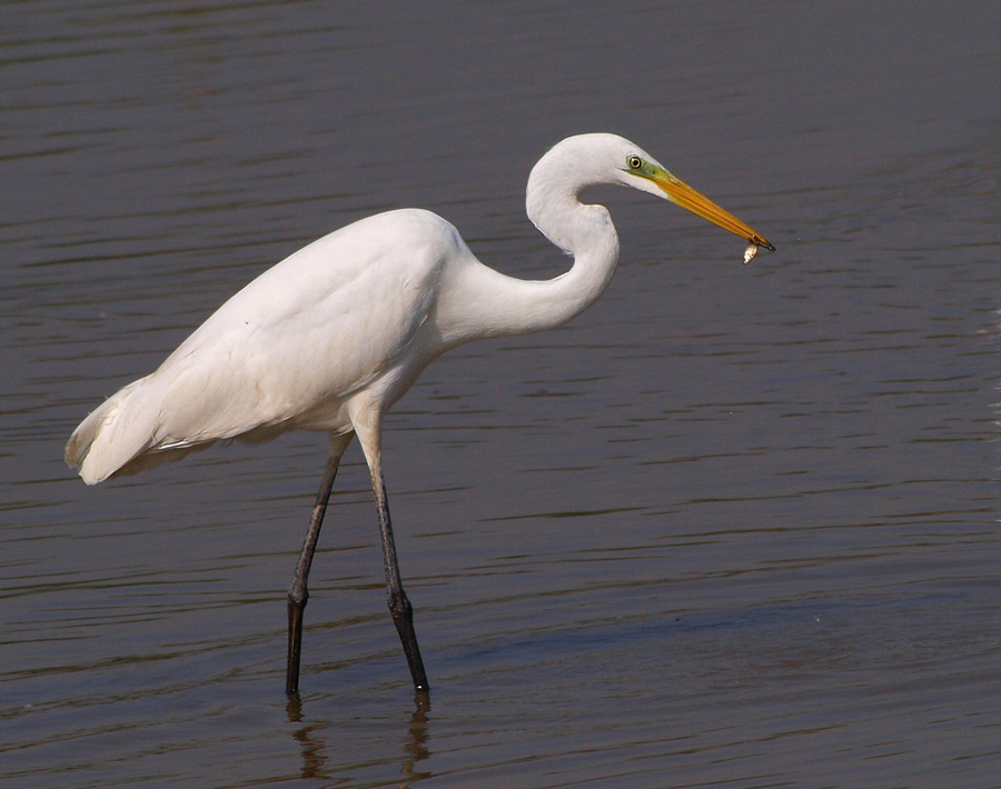 Silberreiher mit Fischchen (Egretta Alba)