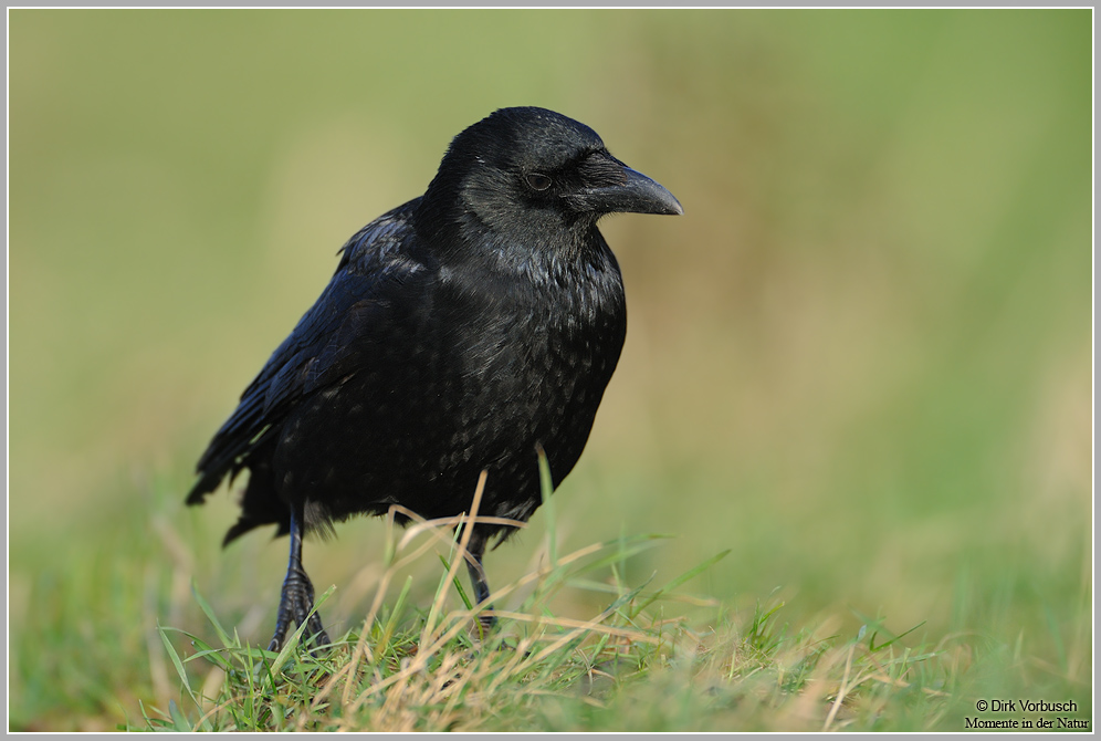 Rabenkrähe (Corvus corone)