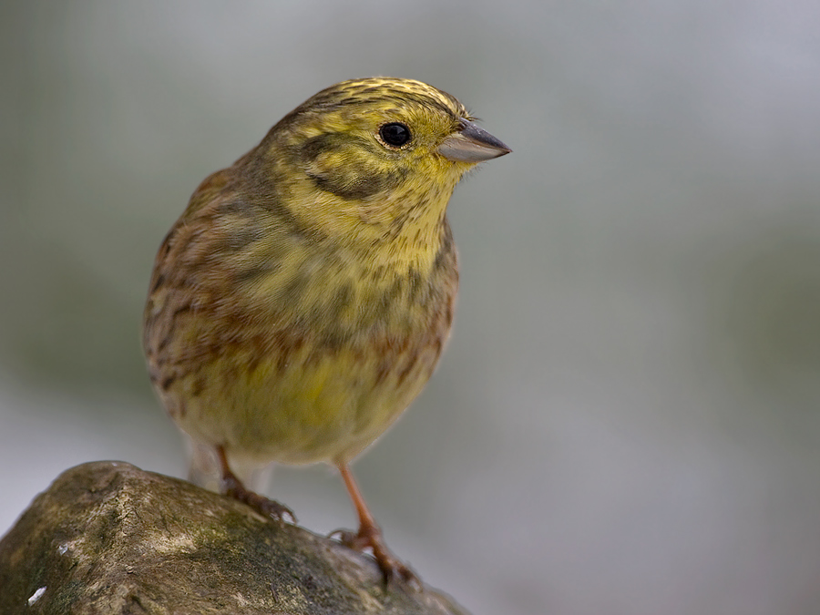 Emberiza citrinella - Goldammer