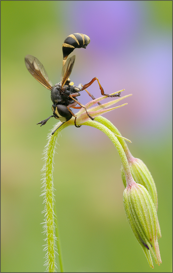 Blasenkopffliege( Physocephala rufipes)